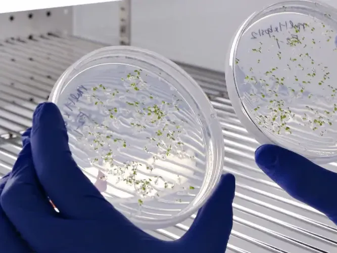 ¿Cuánto cobra un biólogo? ¿Cuánto cobra un biólogo?