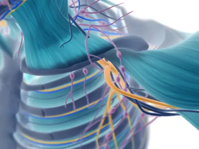 Sistema óseo: ¿Qué es? Sistema óseo: ¿Qué es?