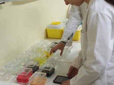 Tinción Tricrómica de Masson, la técnica para visualizar el colágeno
