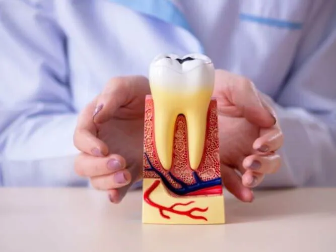 estuidos protesico dental