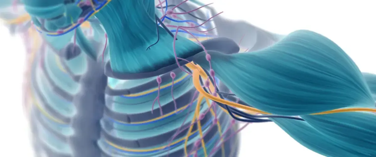 Blog Cesur Formación | Sistema Oseo