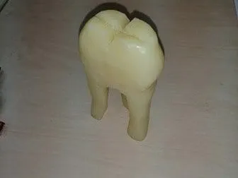 Estudiar Anatomia Dental Haciendo Dientes De Jabon Estudiar Anatomia Dental Haciendo Dientes De Jabon