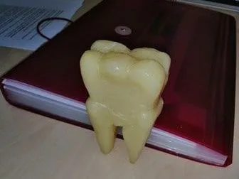 Estudiar Anatomia Dental Fabricando Dientes De Jabon Estudiar Anatomia Dental Fabricando Dientes De Jabon