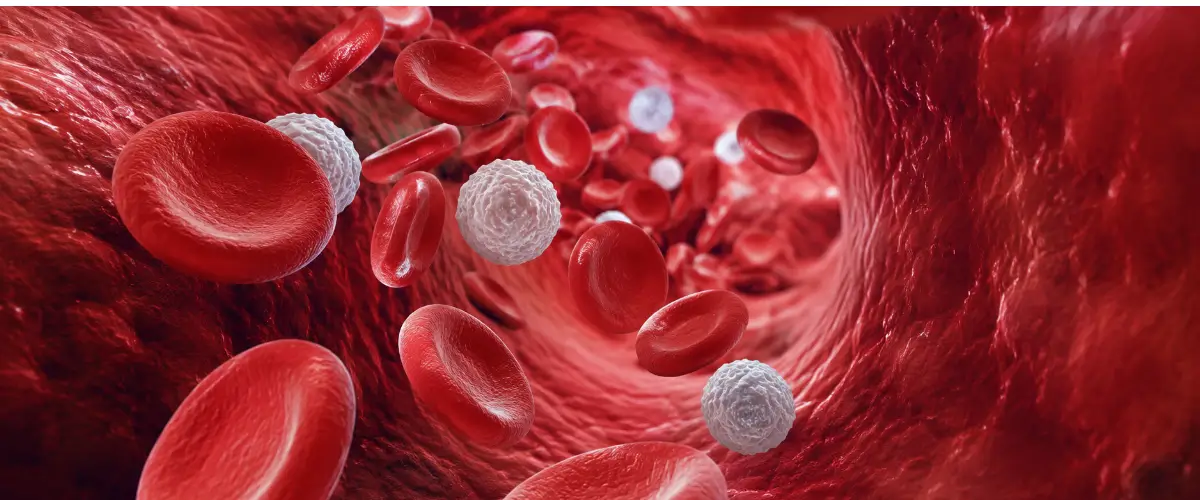 cuales son las funciones de la sangre